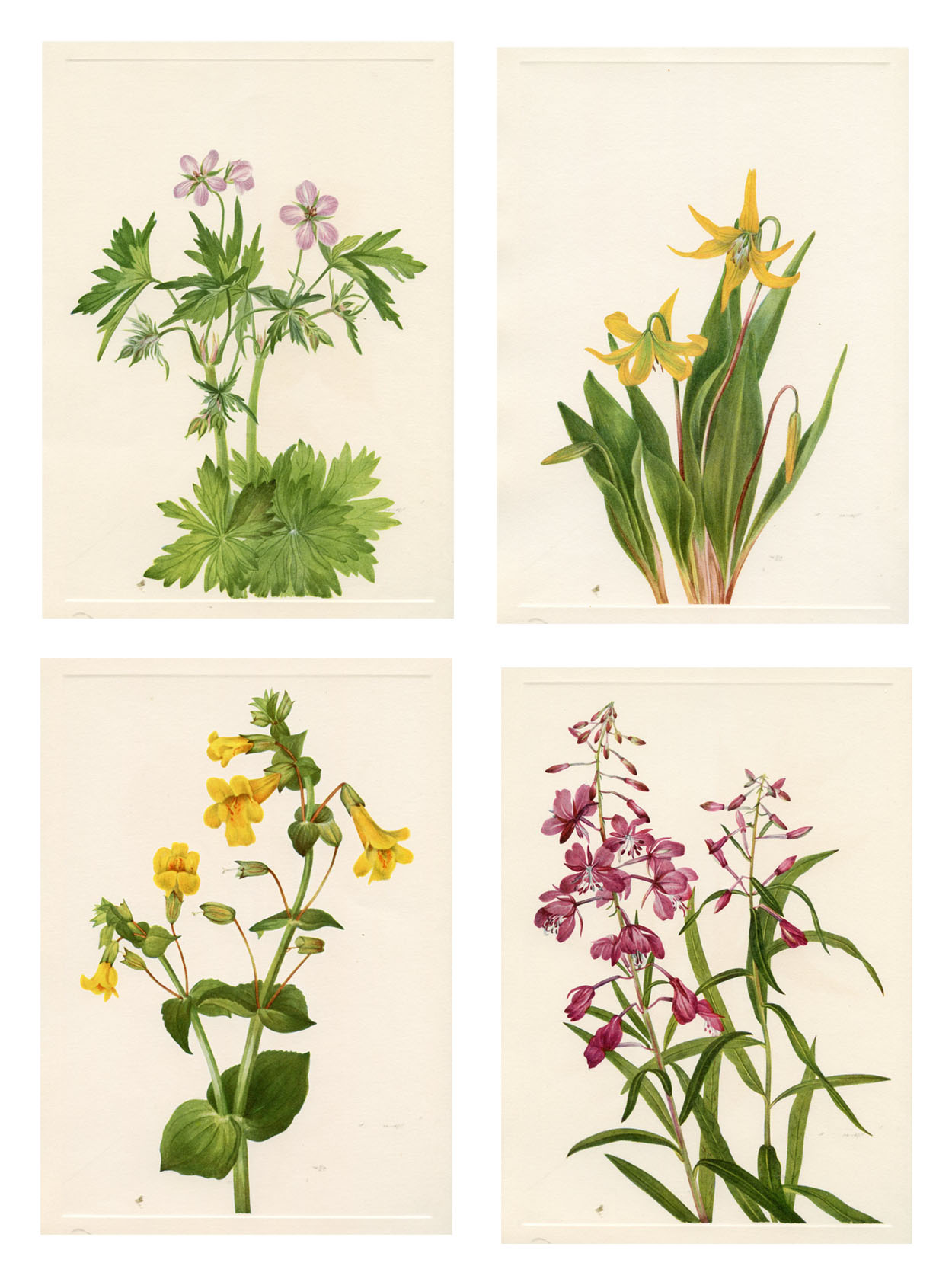 1920s North American Wildflowers, S/4~P77658305