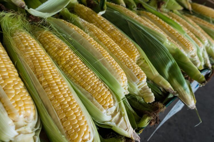 Corn, Glorious Corn
