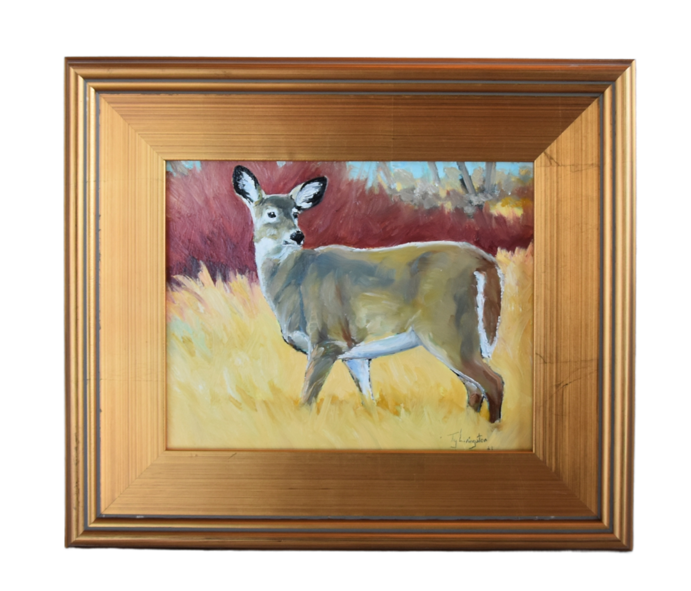 Wildlife Doe Deer in Grassy Landscape~P77665760