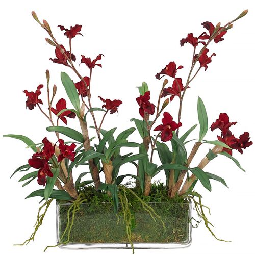 16" Orchid Cymbidium in Glass Rectngle Vase with Moss, Faux