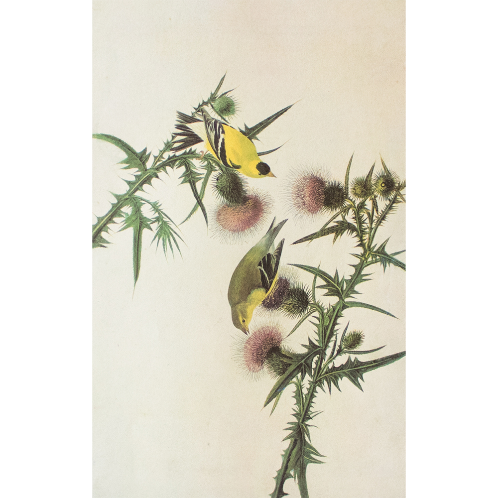 American Goldfinch by John J. Audubon~P77589783
