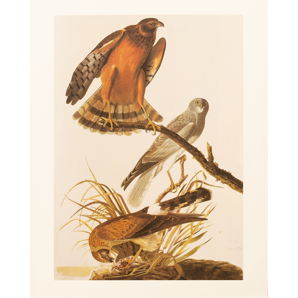 1966 Audubon, Marsh Hawk~P77586955