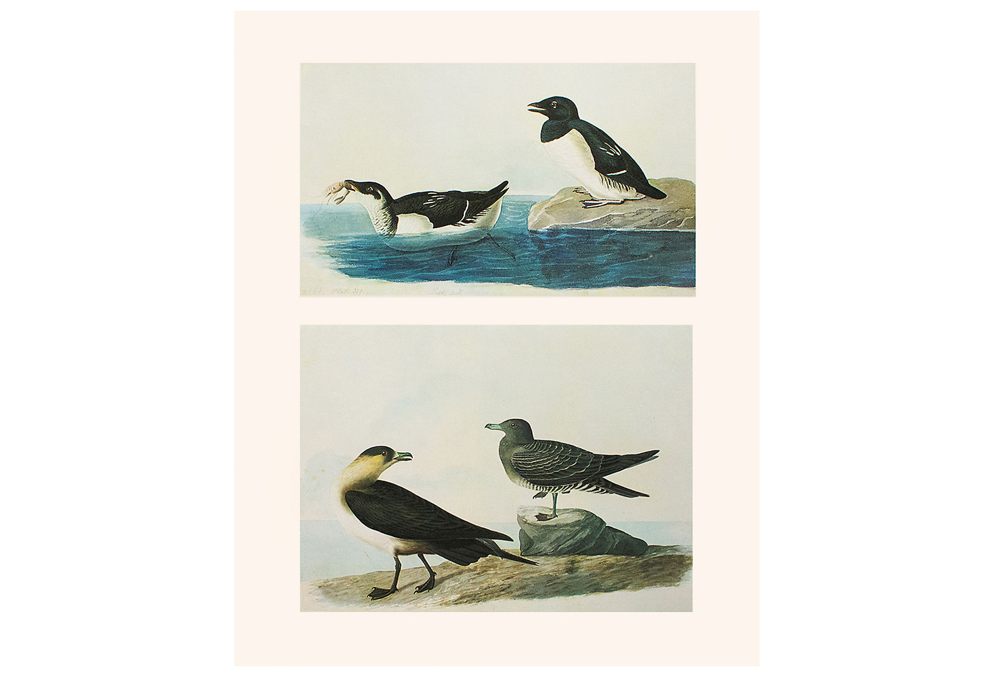 Audubon, Dovekie and Richardson's Jager~P77589911