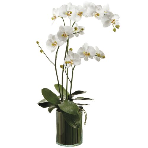 36" Orchids in Soil Glass Vase, Faux
