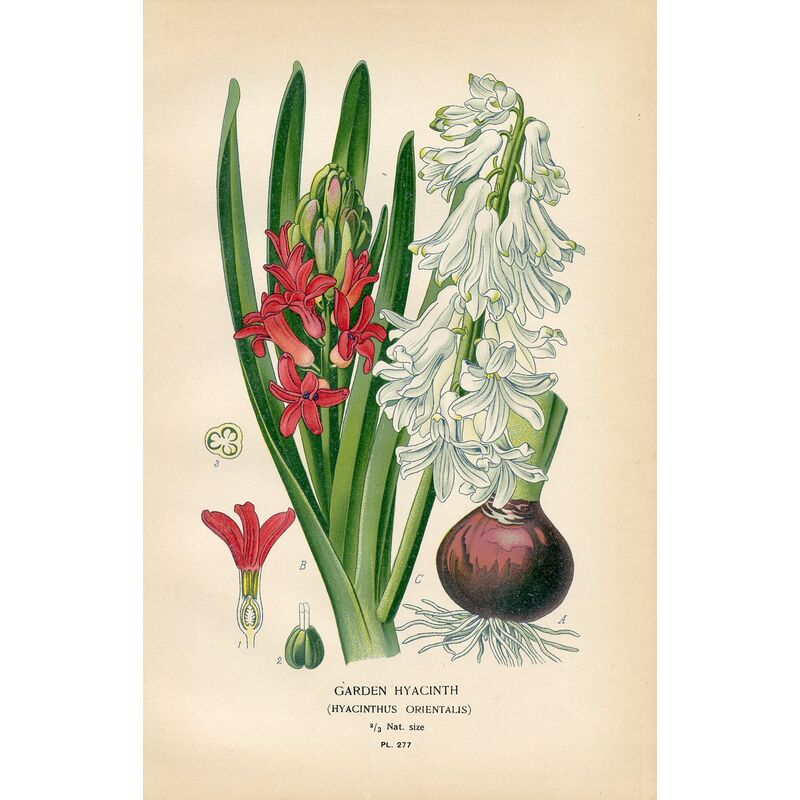 Garden Hyacinth, 1896