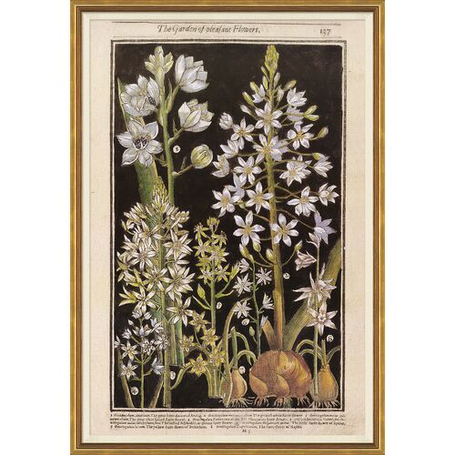 Botanicals