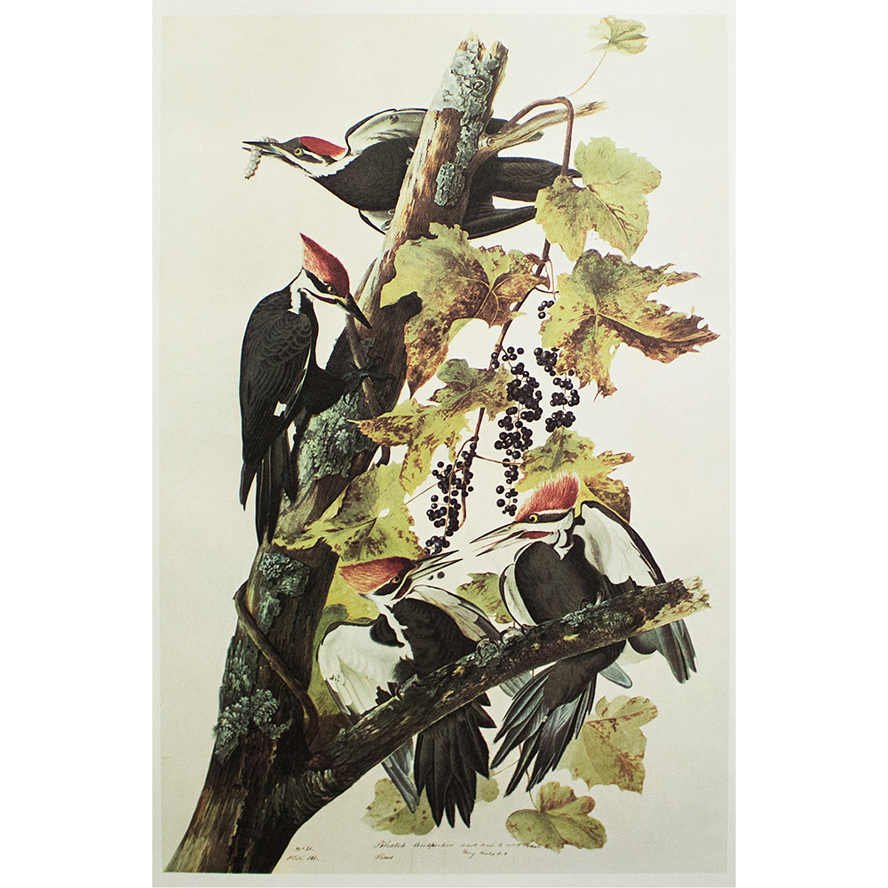 1966 John J. Audubon,Pilated Woodpecker~P77552749