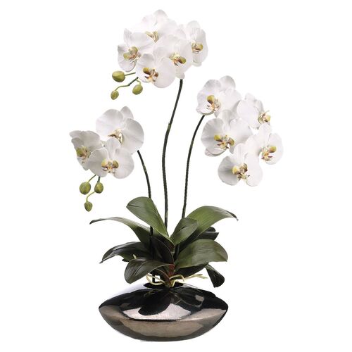 31" Phalaenopsis Arrangement, White~P76977274