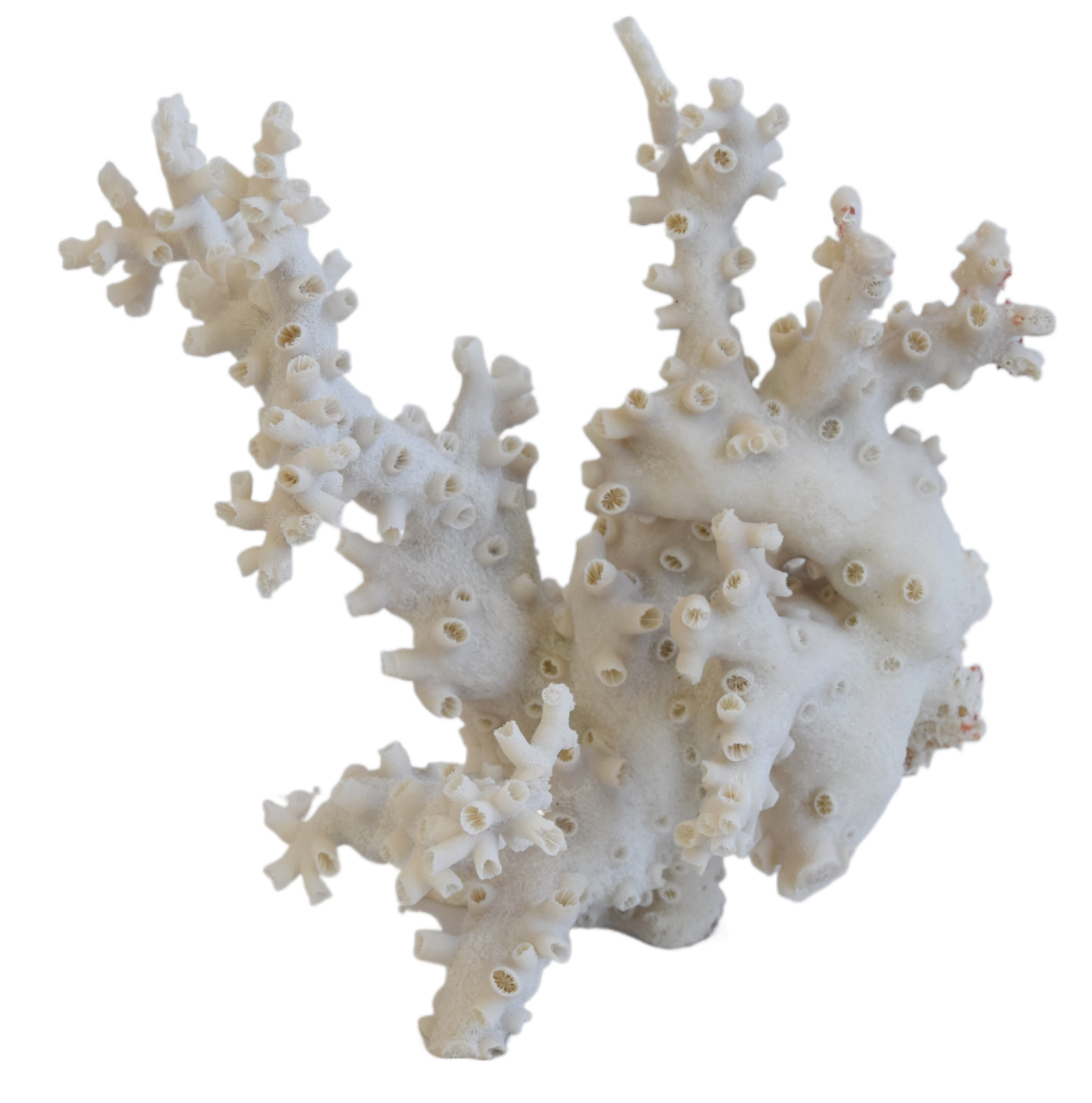 Nautical Natural Branch Coral Specimen~P77660119