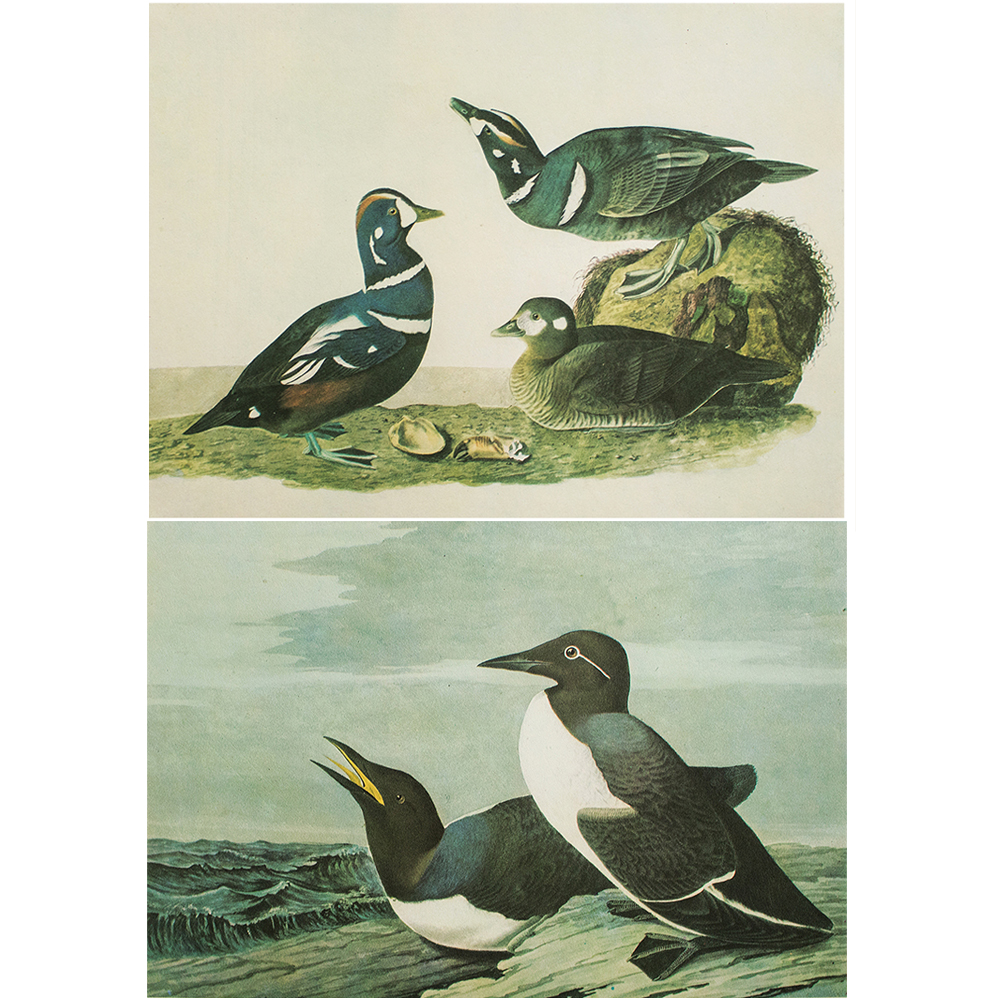 Audubon, Harlequin Duck & Common Murre~P77551210