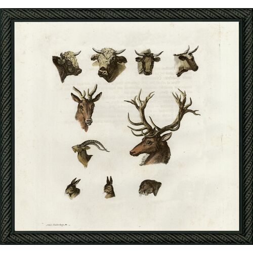 Animal Heads Stag, 1780s Art Print, 11.5" x 11.25"