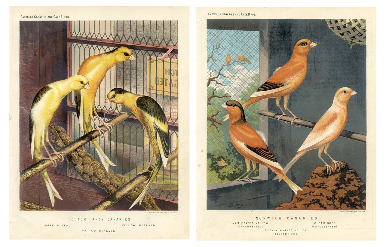 19th-C. Canary Prints, Pair~P77580345