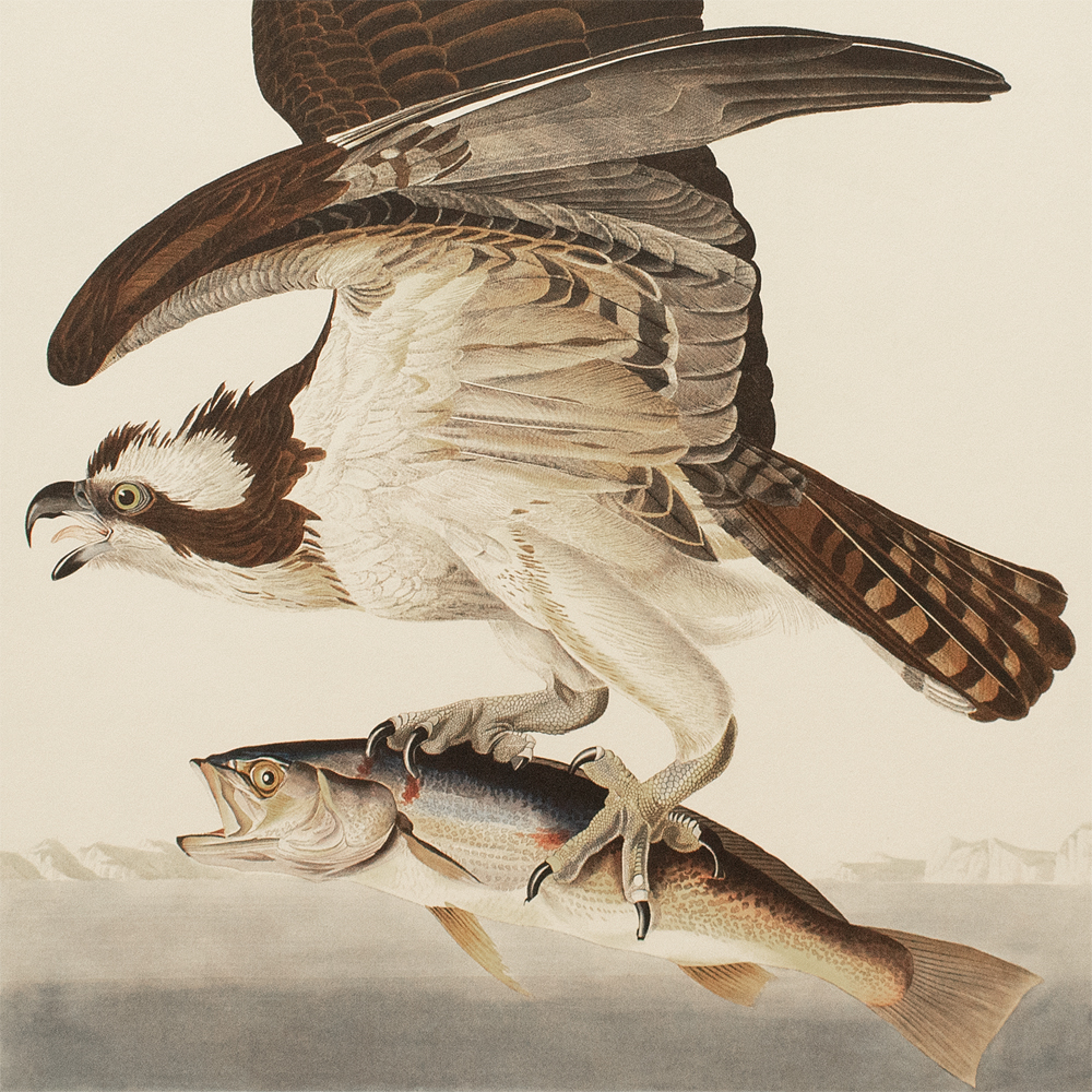 Fish Hawk or Osprey - 1000Museums
