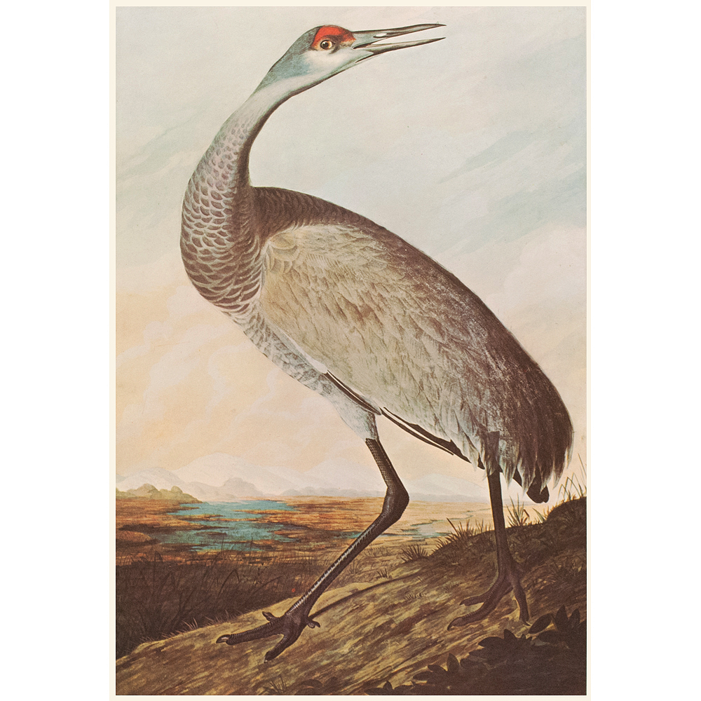 Sandhill Crane by Audubon, 1966~P77660894