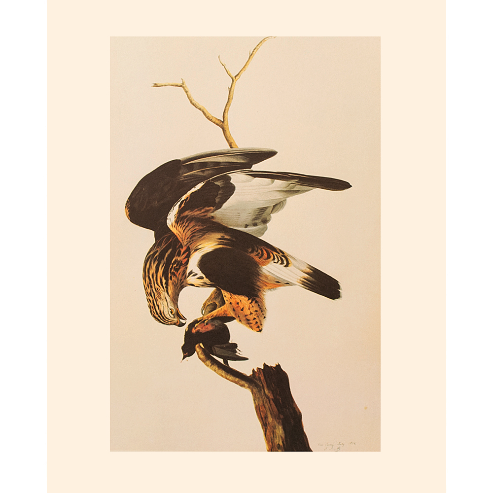 Rough-Legged Hawk by Audubon, 1966~P77589786