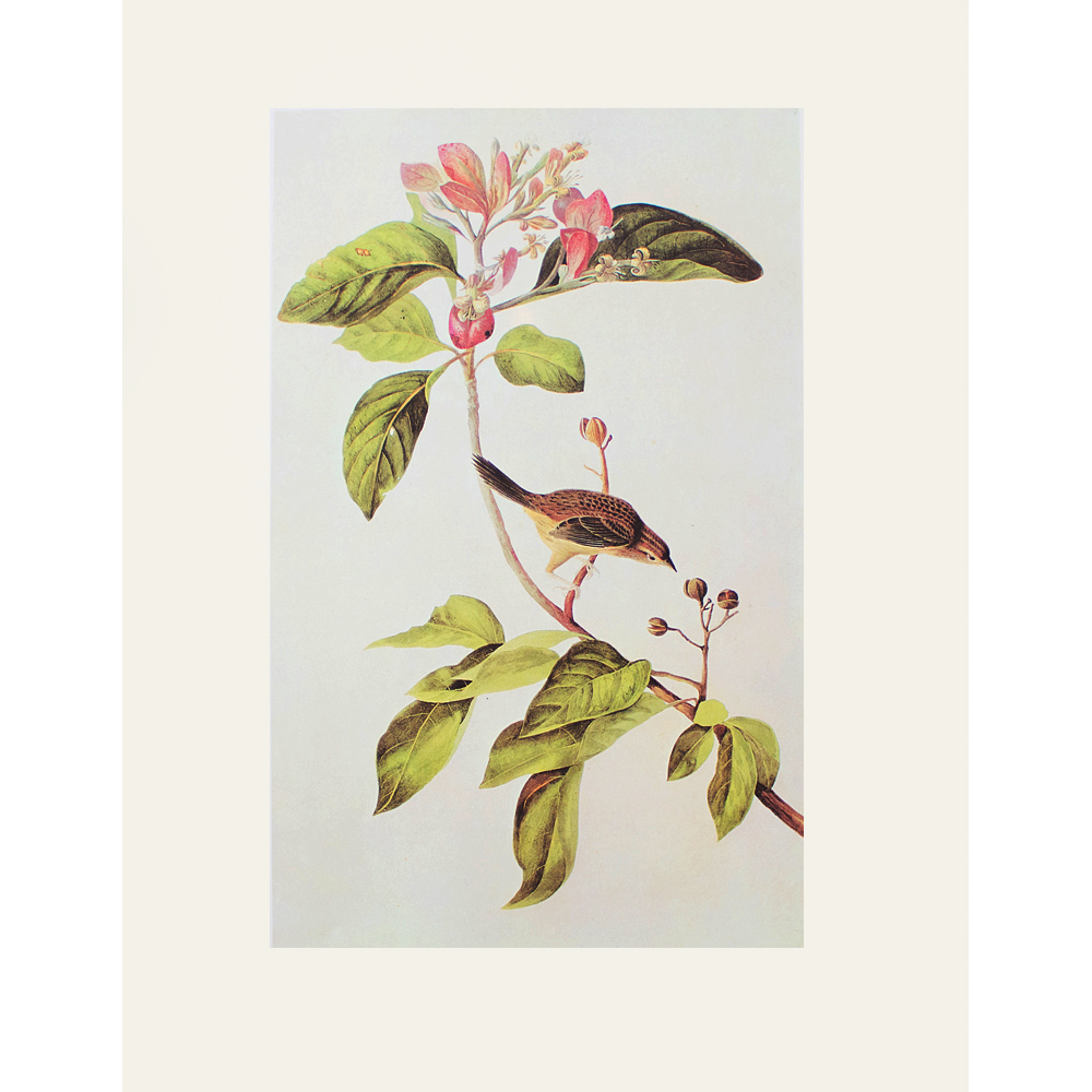 1966 Audubon, Bachman's Sparrow~P77587865