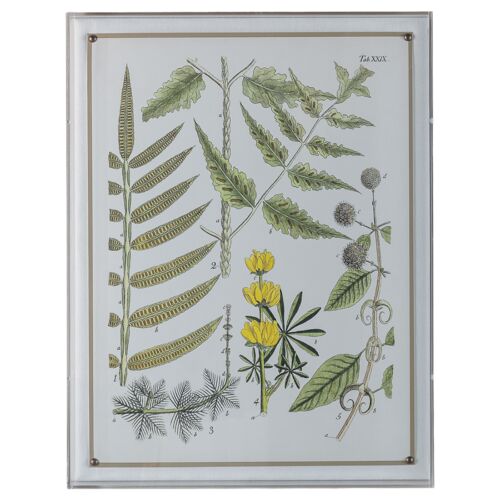 Ferns II Print, 20" x 26"