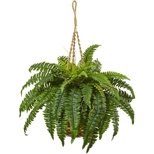 Boston Fern Hanging Basket~P111113147