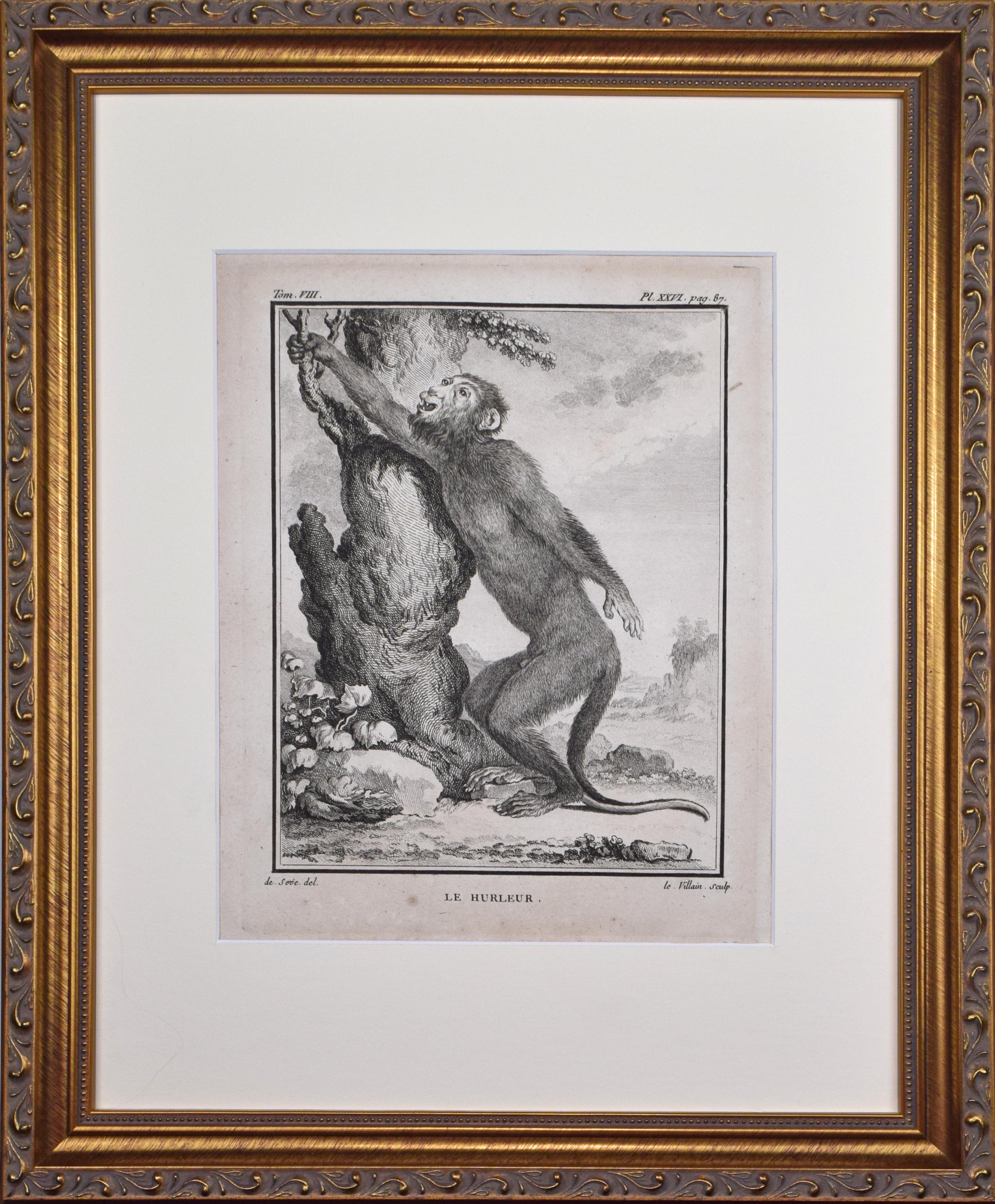 18th Century French Monkey Engraving~P77666054
