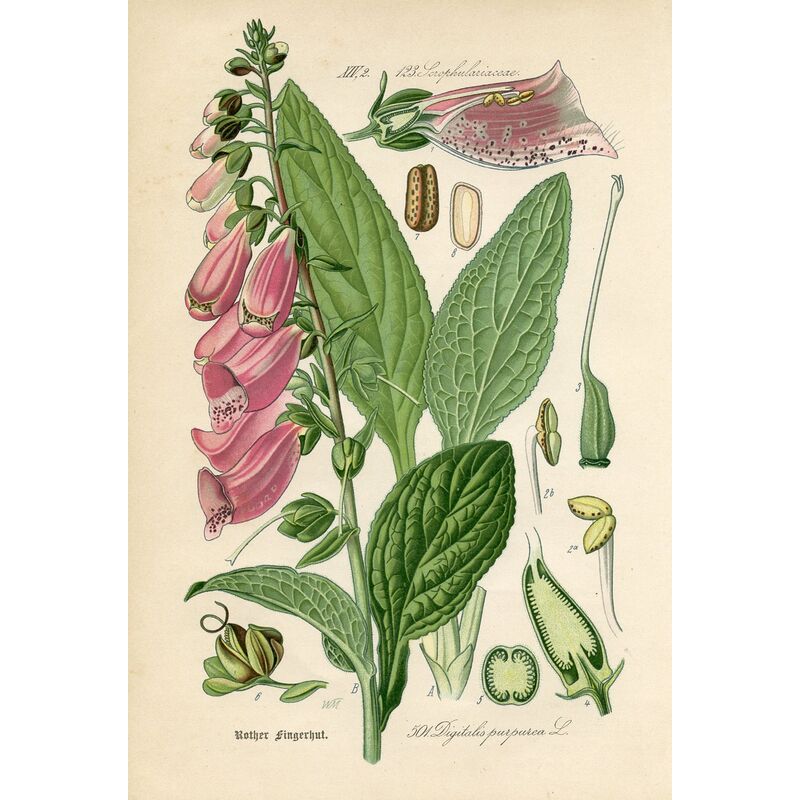 Prints with a Past 19thC. German Botanical Prints, S/4 One Kings Lane