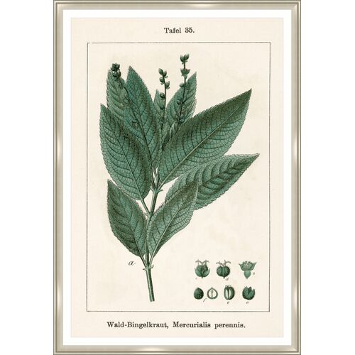 Acer Pseudoplatanus Print by Sofia Fox