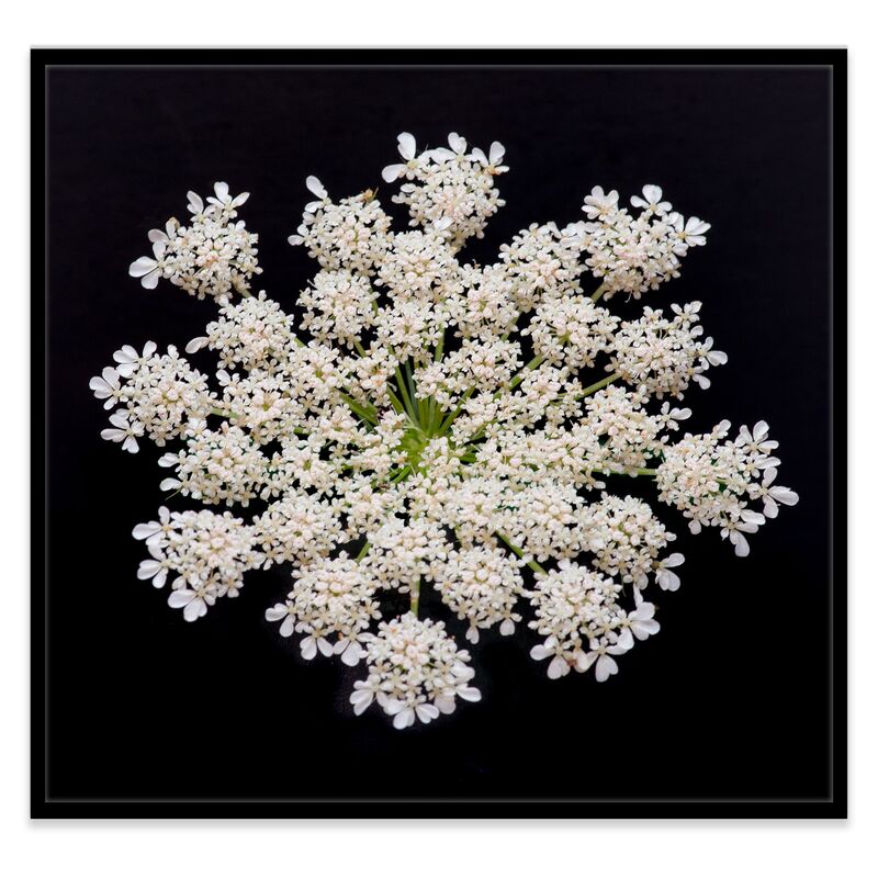 James Ogilvy, Queen Anne's Lace III