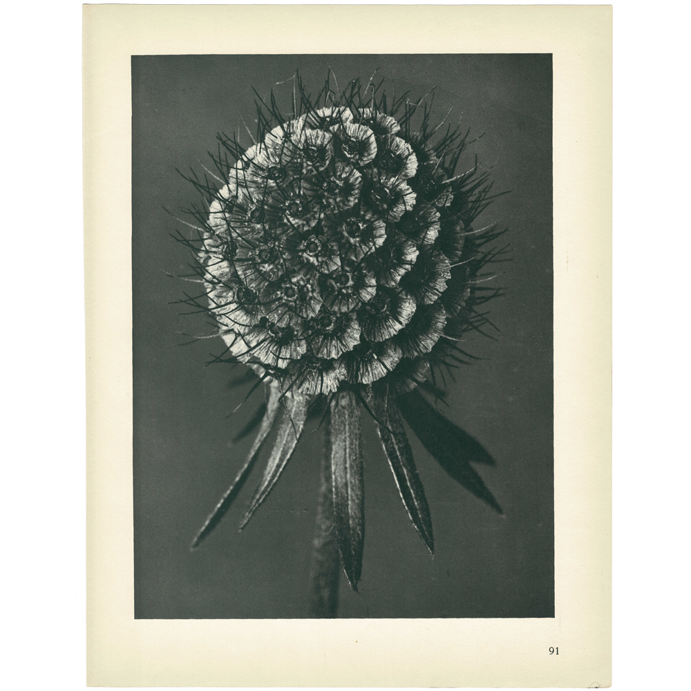 1928 Blossfeldt, Phacelia Tanacetifolia~P77579578