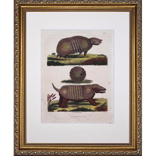 19th C Hand Colored Armadillo Engraving~P77703641