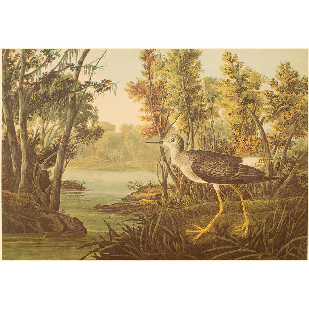 1966 John James Audubon, Yellowshank~P77595706