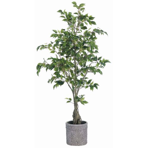 65' Ficus Tree in Terra Cotta Planter, Green