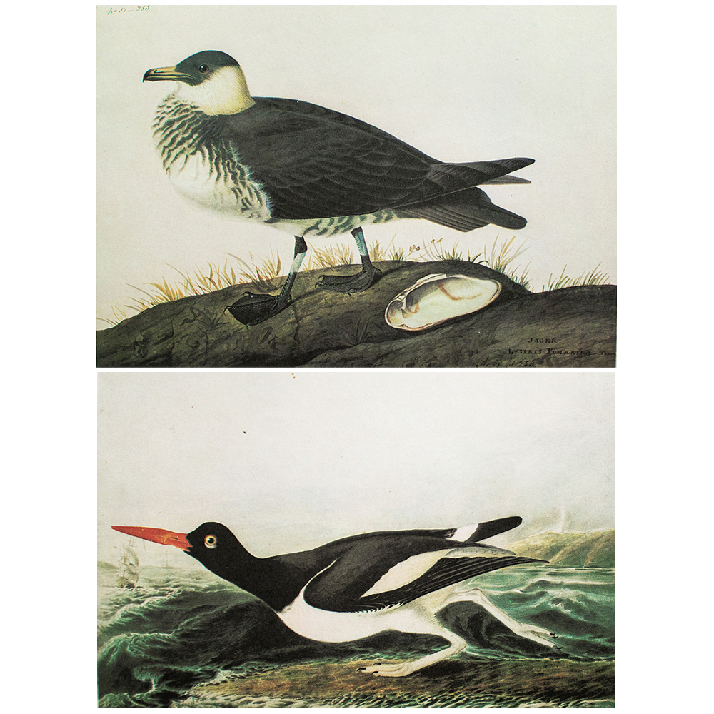 Jager & Oyster-Catcher by Audubon, 1960s~P77660910