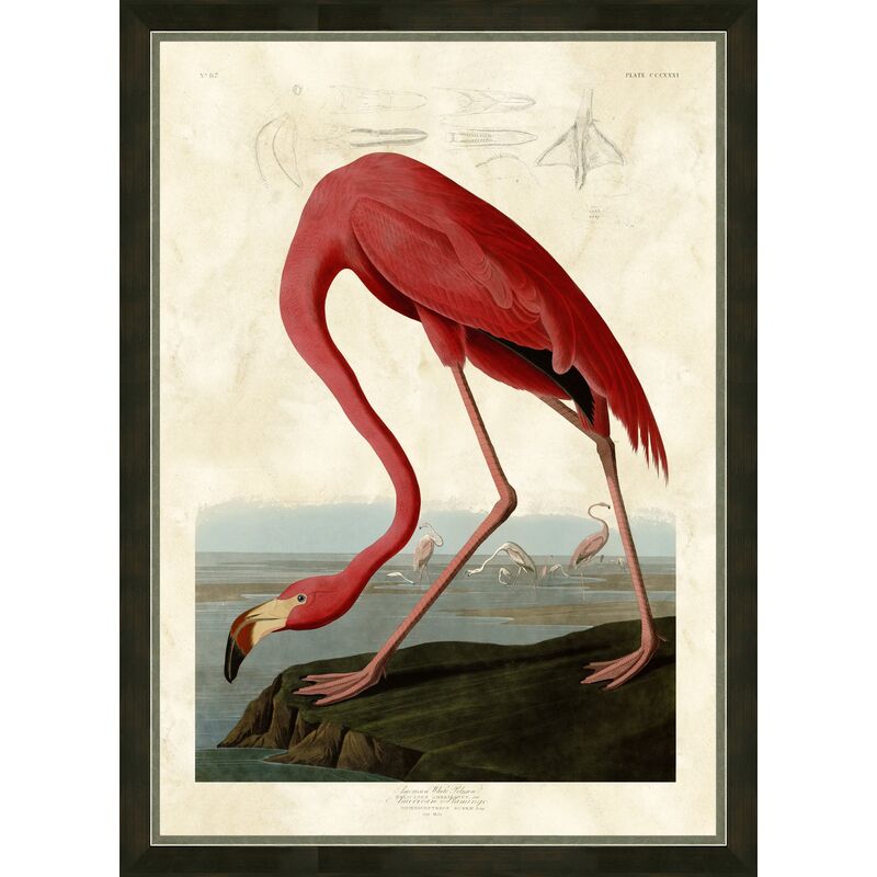 Audubon, Flamingo