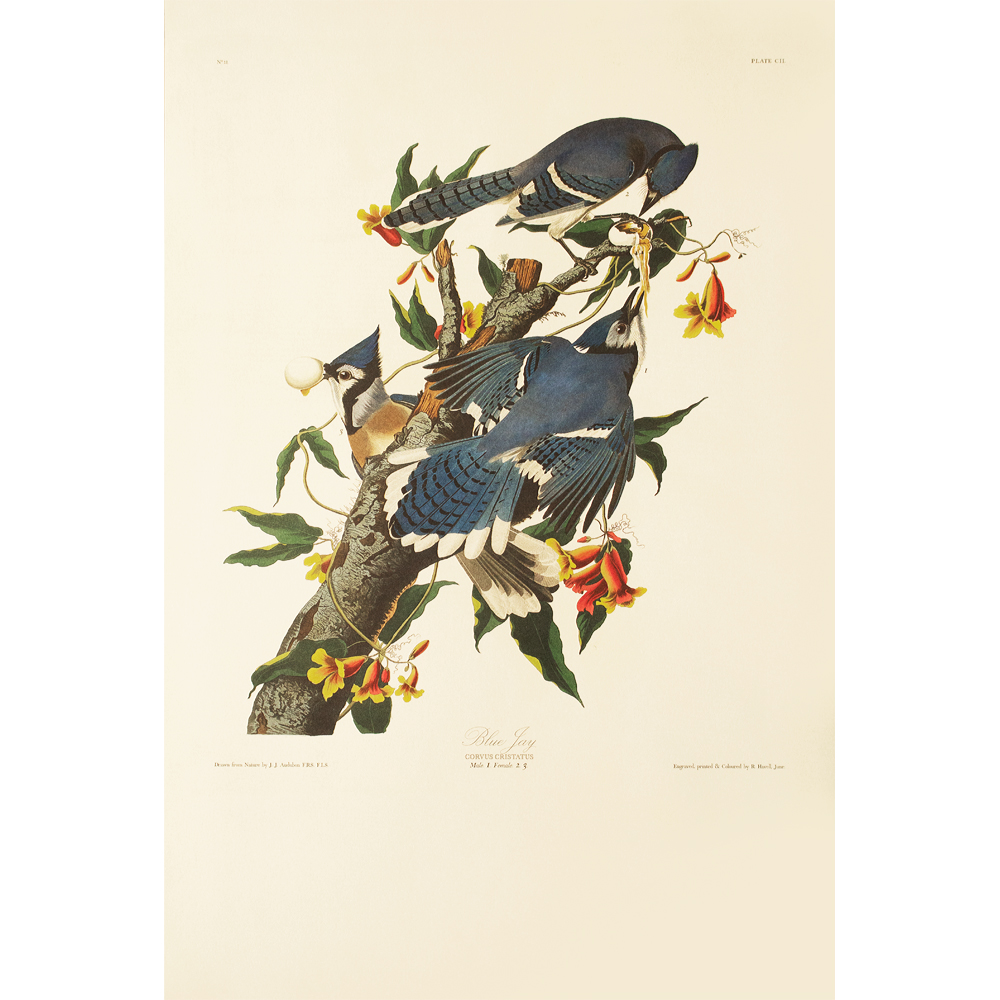 1990s Blue Jay by Audubon~P77597711