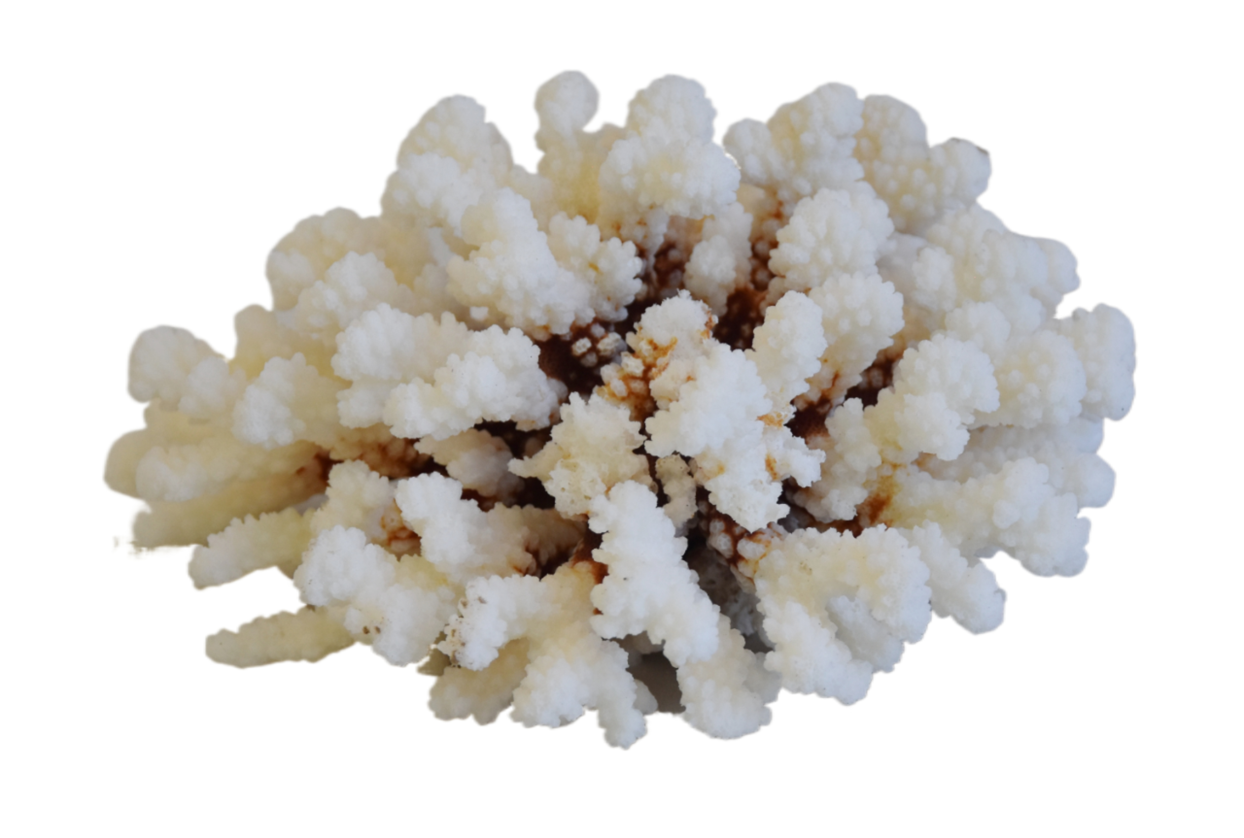 Coastal Nautical Cream Coral Specimen~P77668470