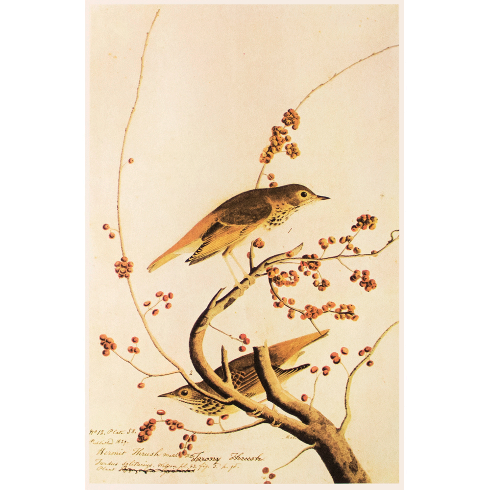 1966 Audubon, Hermit Thrush~P77586941