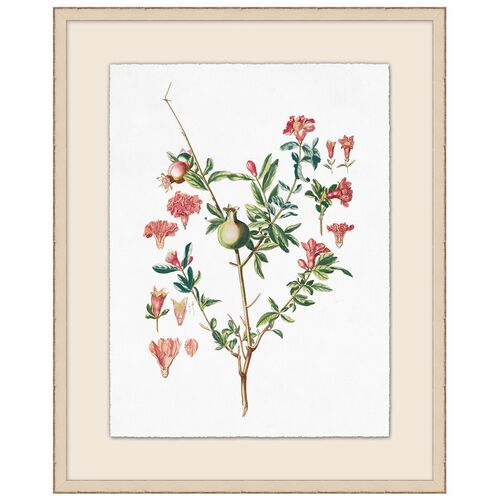Lillian August, Pomegranate Plant Illustration
