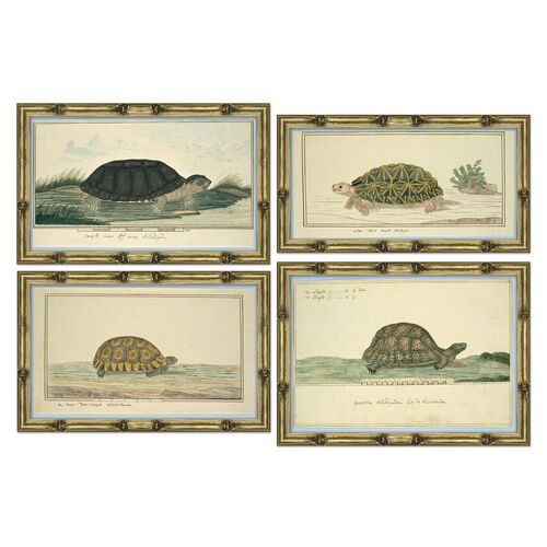 S/4, Turtle Species~P77516383
