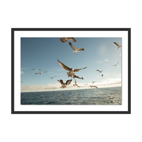 Bryce Duffy, Gulls on the Wing Photograph