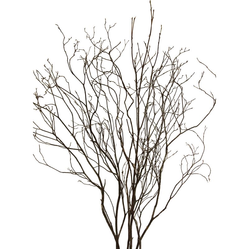 S/6 Mountain-Laurel Branches, Dried