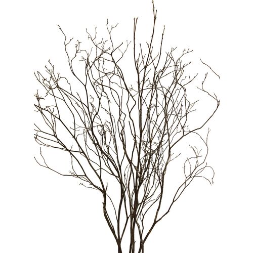 S/6 Mountain-Laurel Branches, Dried~P76469014