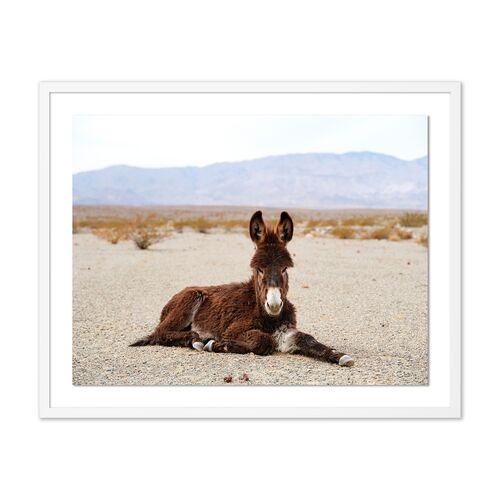 Pascal Shirley, Wild Burro Death Valley~P111123165