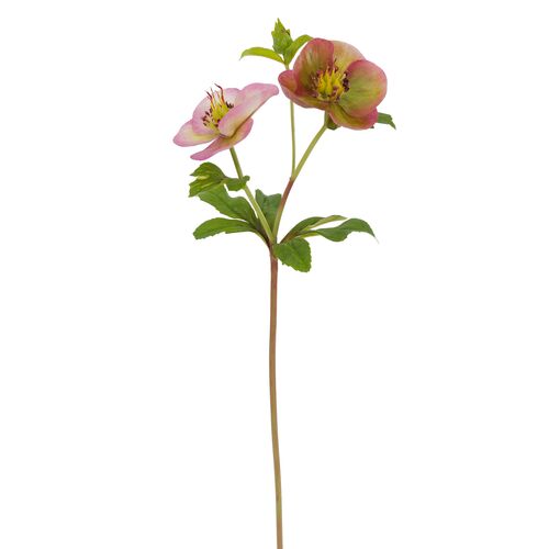 16.5" Hellebores Stem, Set of 12