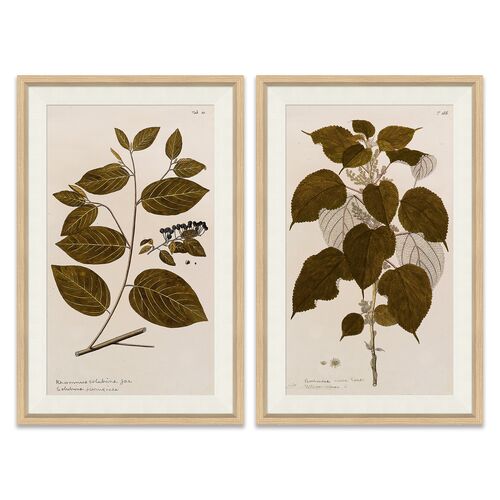 17th Century Leaf Studies