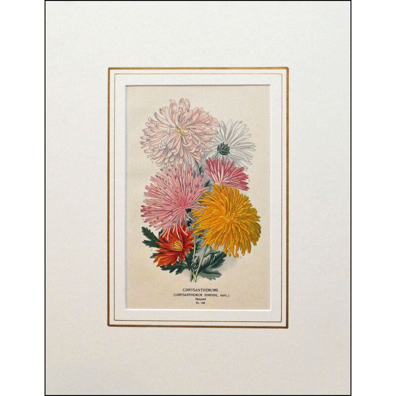 Prints with a Past 1896 Chrysanthemum Print One Kings Lane