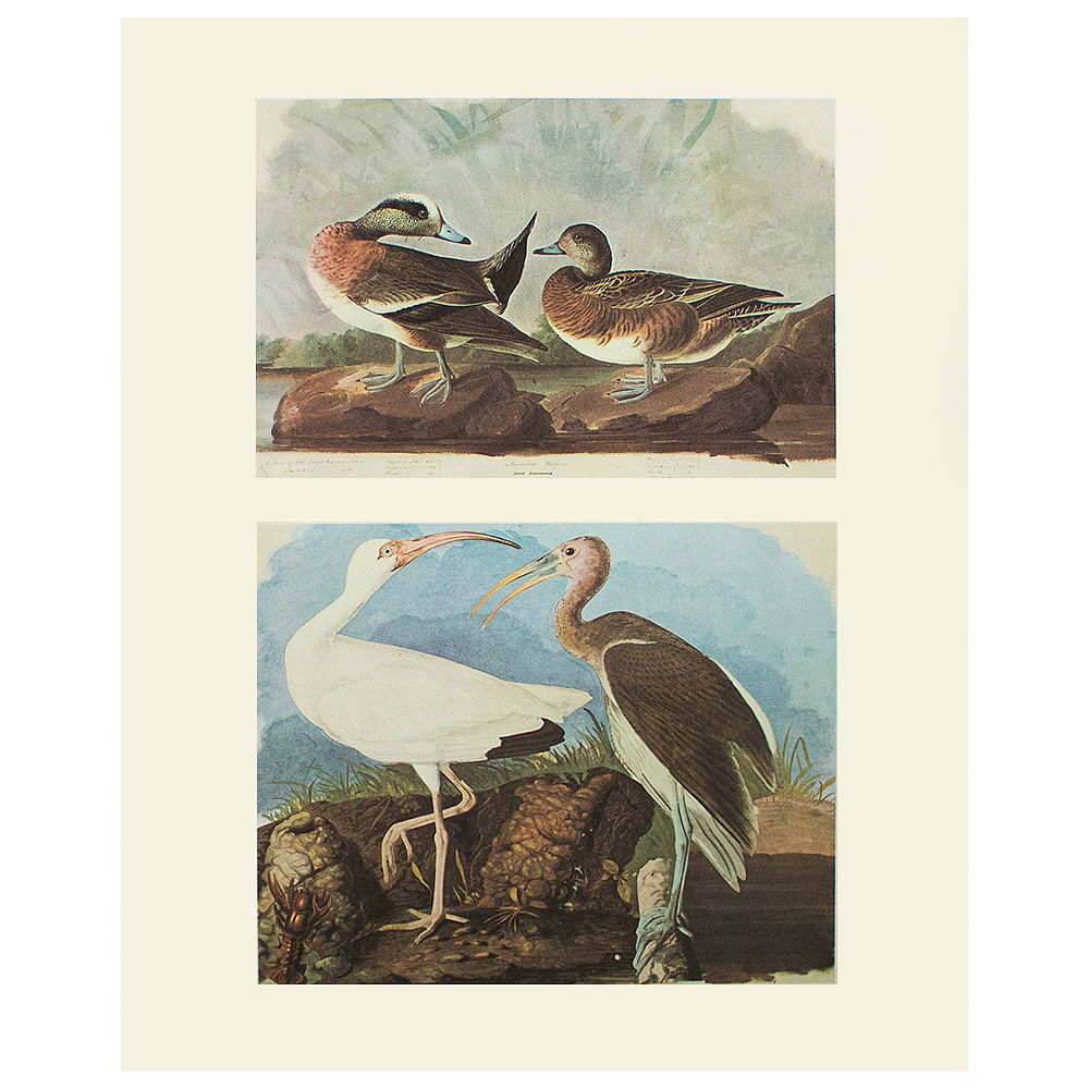 Audubon, American Widgeon & White Ibis~P77587263