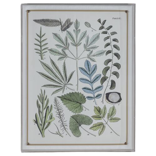 Ferns VII Print, 20" x 26"