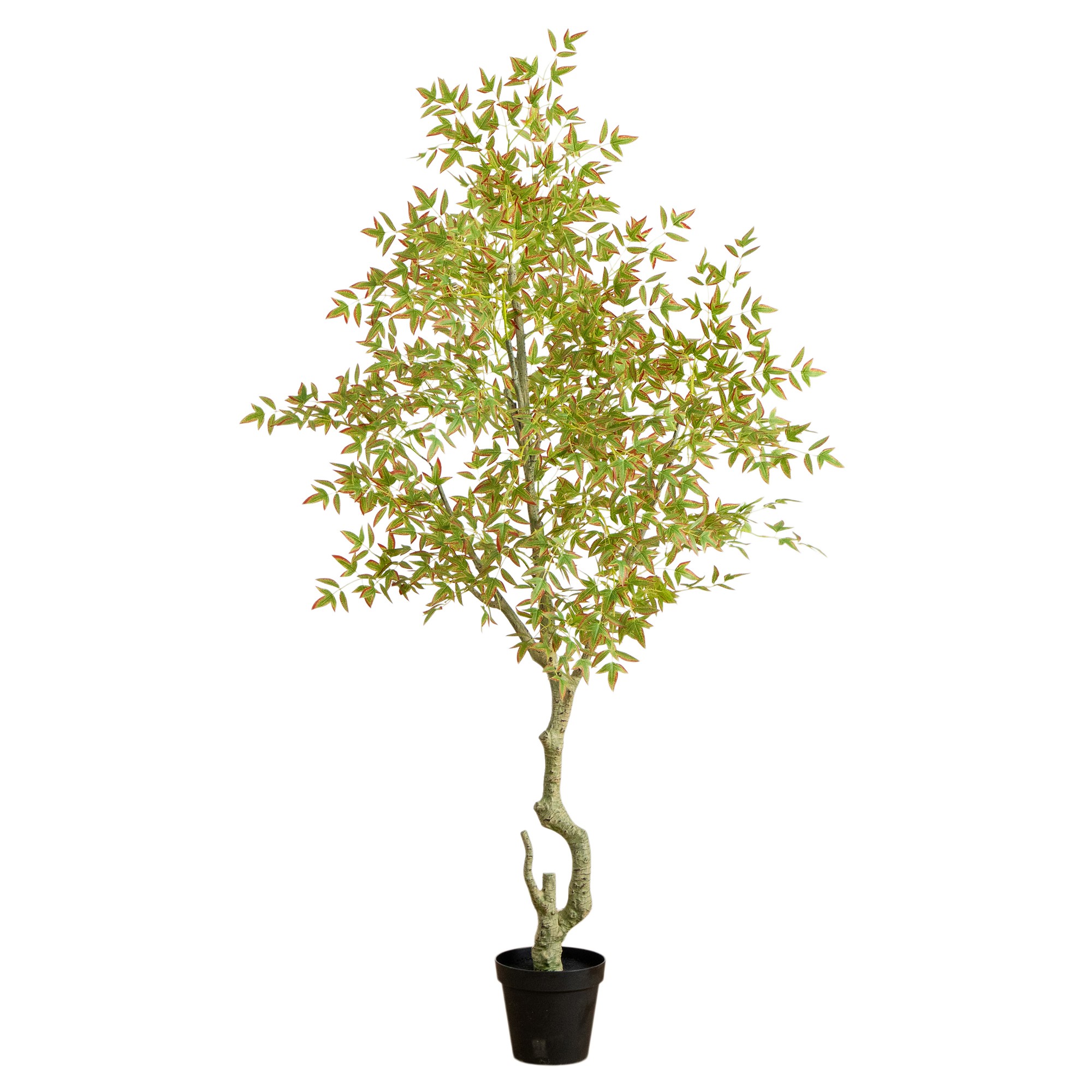 Autumn Nandina Fall Tree