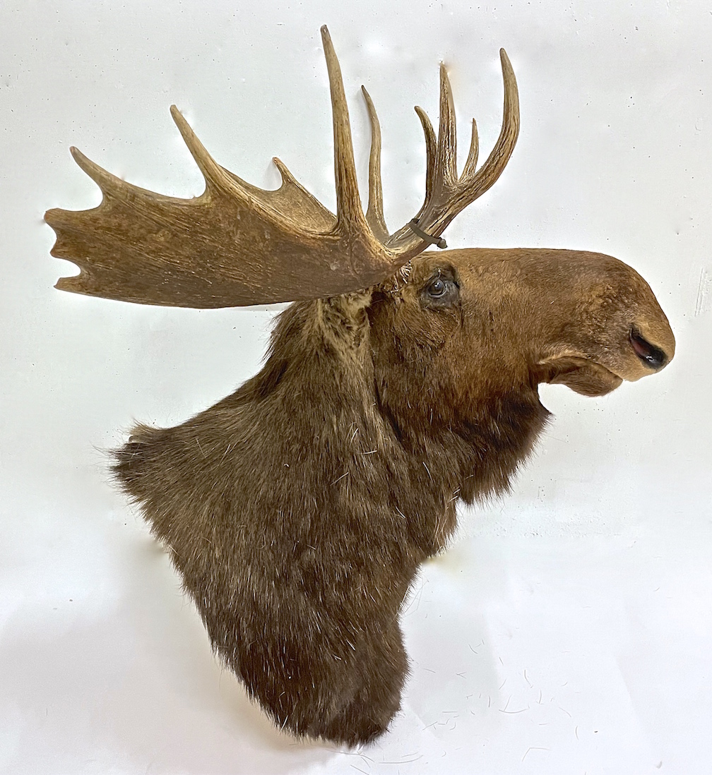 North American Moose Shoulder Mount~P77660868