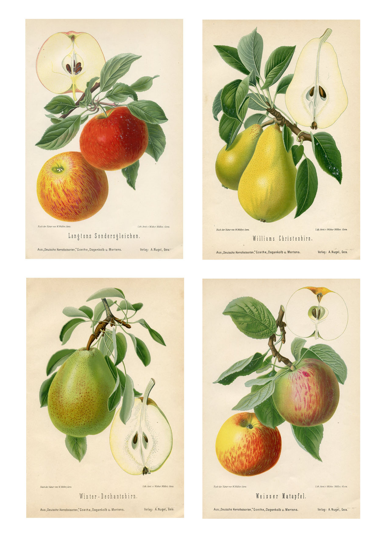 1890s German Apple and Pear Prints, S/4