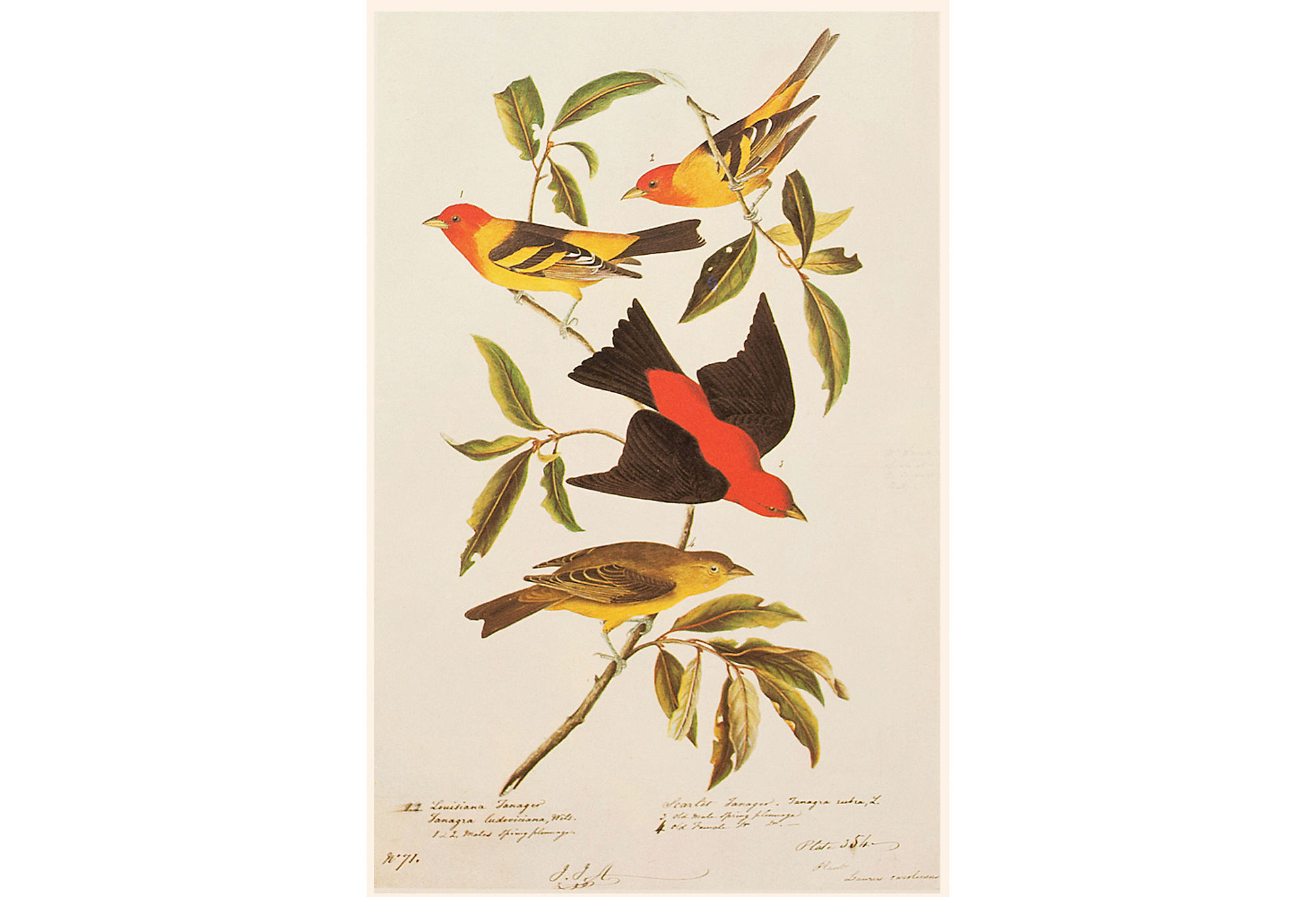 J. Audubon, Louisiana & Scarlet Tanagers~P77591360